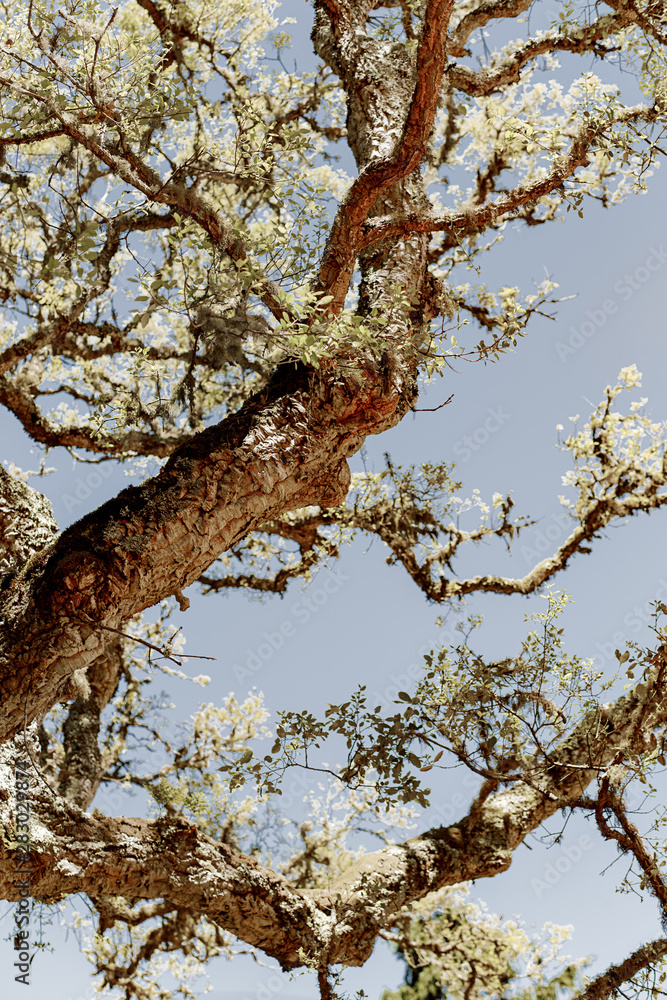 Fototapeta premium tree trunks stretch to the sky