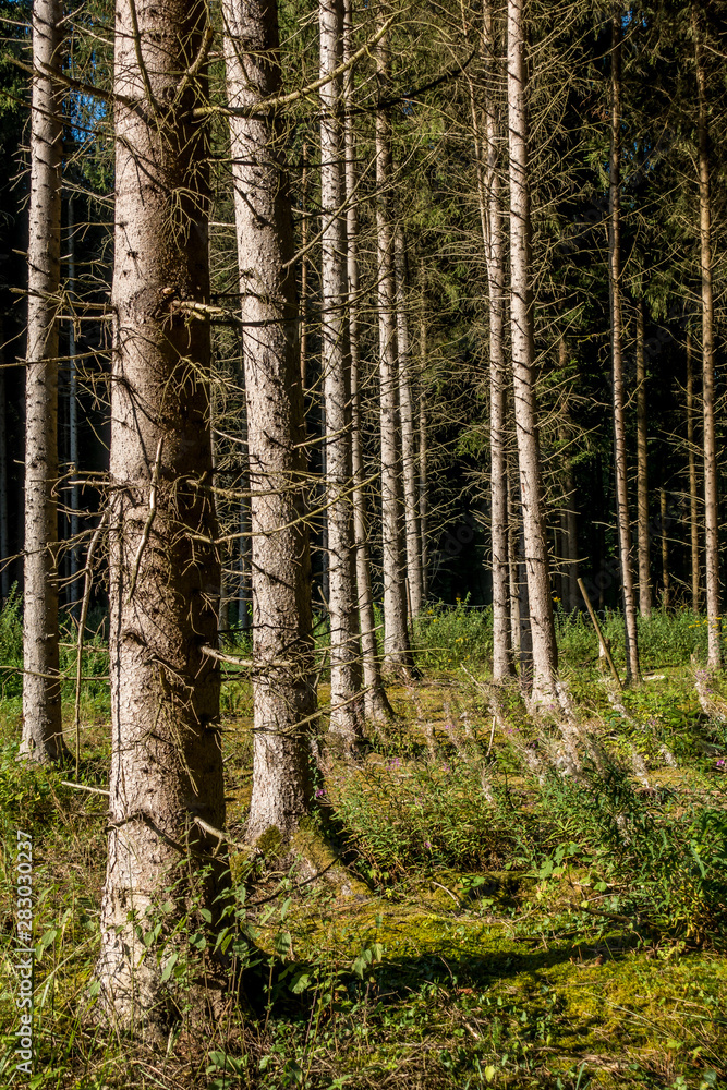 Fototapeta premium Aufforsten im Wald
