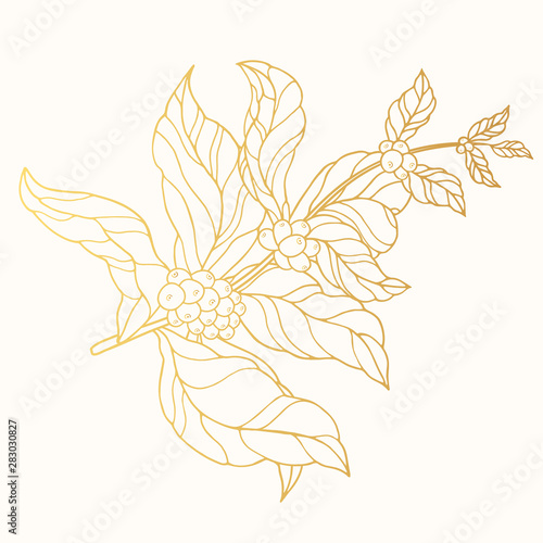 Golden ornate coffee branch with leaves and beans. Gold vintage botanical plant. Vector isolated illustration.