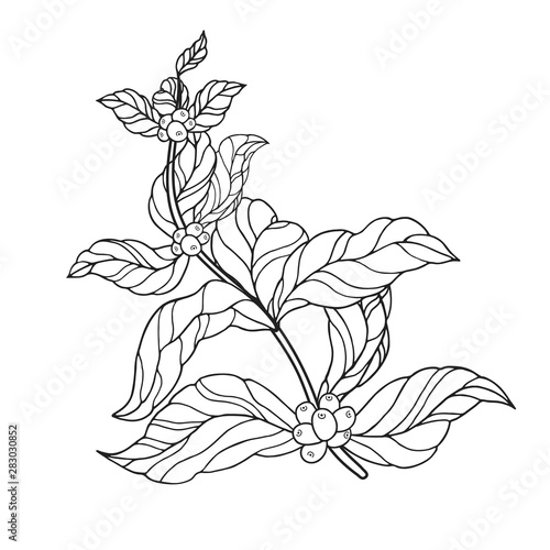 Coffee branch with vintage leaves and beans. Ornate floral design plant. Vector isolated illustration.