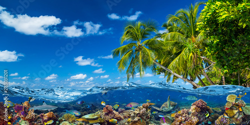Fototapeta Naklejka Na Ścianę i Meble -  tropical island paradise beach with underwater water wve surface with colorful coral reef sea ocean life. shark fish  sea turle. vacation nature concept