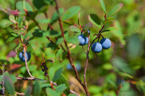Wild berries of bilberries on the bushes on a natural blurred background in the forest - selective focus, Sweden