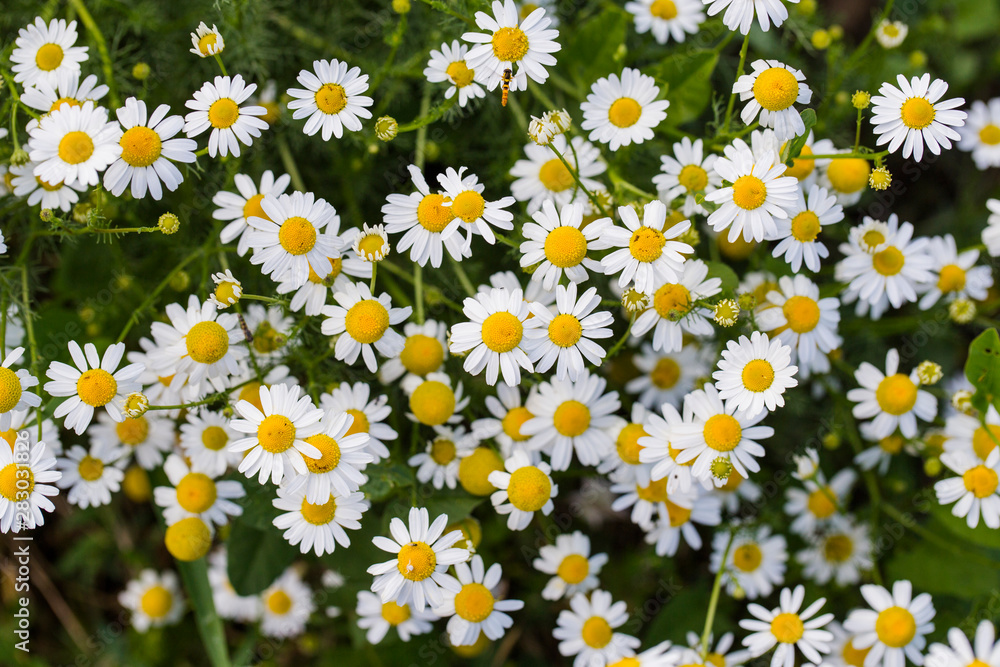 Tripleurospermum inodorum, wild chamomile, mayweed, false chamomile, and Baldr's brow, is the type species of Tripleurospermum. Tripleurospermum inodorum, wild chamomile, mayweed, false chamomile, and Baldr's brow, is the type species of Tripleurospermum.