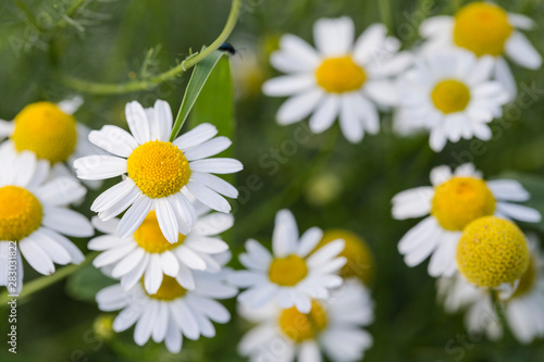 Tripleurospermum inodorum  wild chamomile  mayweed  false chamomile  and Baldr s brow  is the type species of Tripleurospermum. 