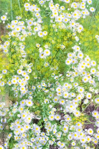 Natural background with blooming dill and white daisies