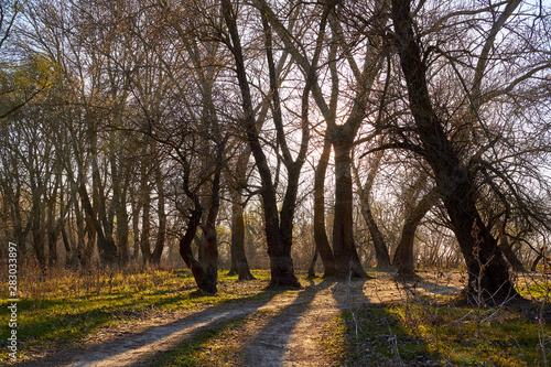 Dark contour of poplar trees against the beautiful sunset or sunrise at early spring