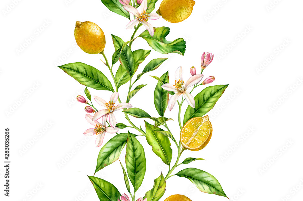 Lemon fruit branch with flowers seamless border realistic botanical watercolor composition: two whole citrus leaves isolated artwork on white hand drawn fresh tropical food yellow design element