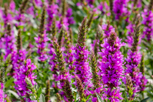 Purple flowers of Lythrum salicaria on a natural background.