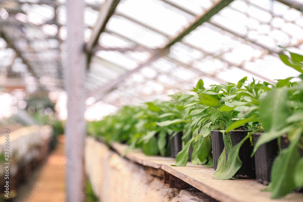 Young green plants growing in greenhouse Young green plants growing in greenhouse
