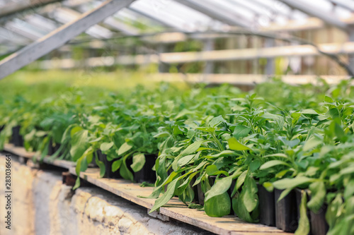 Young sprouts growing in greenhouse © Pixel-Shot