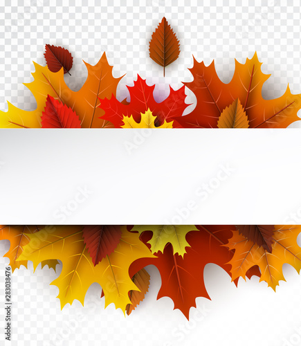 Autumn background with color maple leaves.