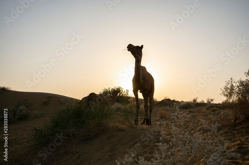 Camels in desert at twilight  Thar Desert in Jaisalmer  Rajasthan State  India