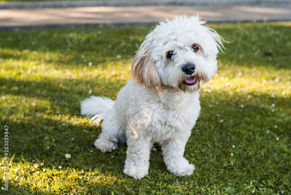 Cute little bichon frise and yorkshire terrier mix dog sitting in a fresh cut grass garden