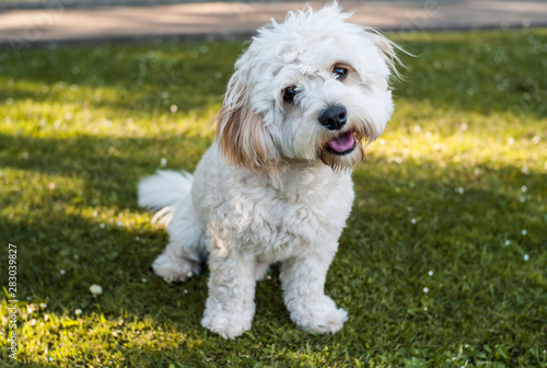 Photographie Cute little bichon frise and yorkshire terrier mix dog sitting in a fresh cut gr