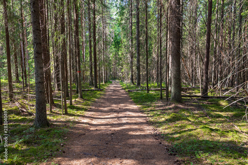 Kurjenrahka National Park. Nature trail. Green forest at summer time. Turku, Finland. Nordic natural landscape. Scandinavian national park. © Curioso.Photography