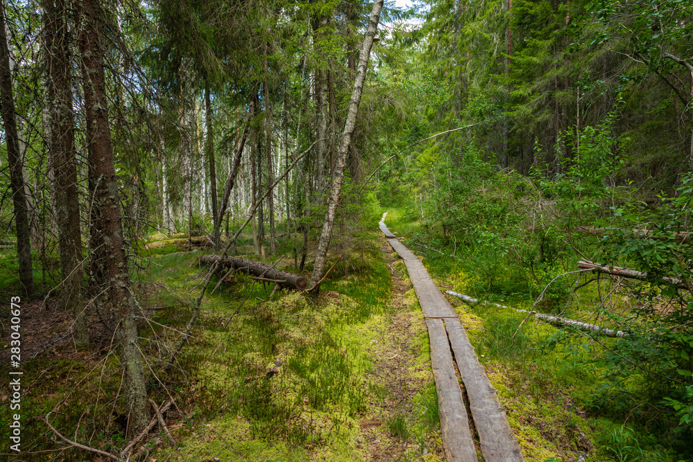 Obraz premium Hiking trail in scandinavian national park in a wetland bog. Kurjenrahka National Park. Turku, Finland. Nordic natural landscape.