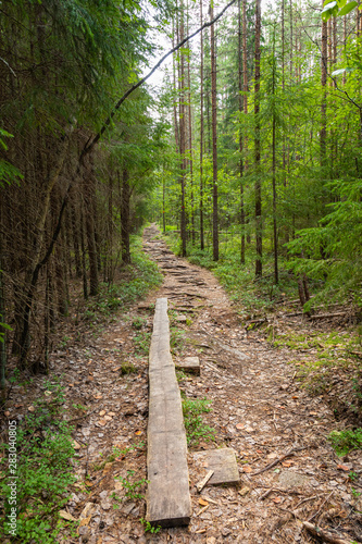 Kurjenrahka National Park. Nature trail. Green forest at summer time. Turku  Finland. Nordic natural landscape. Scandinavian national park.