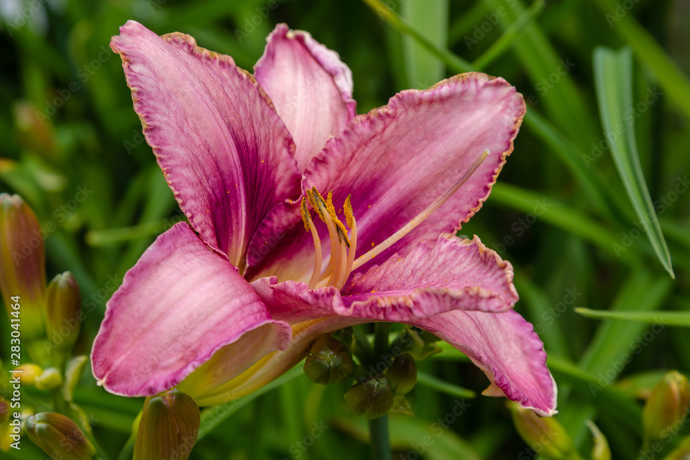 Flowering daylilies in the garden. Blossoming Hemerocallis in summer garden. Beautiful flowers of daylilies