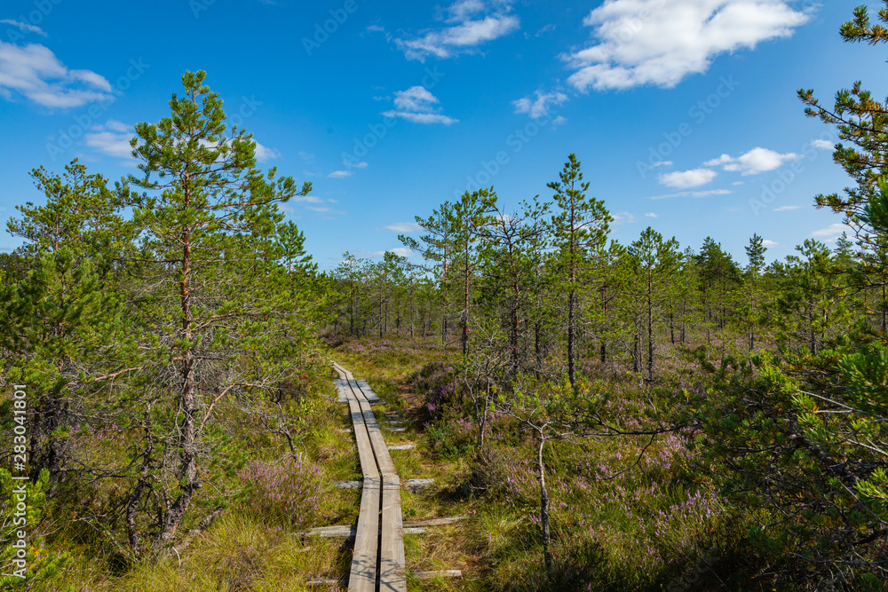 Fototapeta premium Hiking trail in scandinavian national park in a wetland bog. Kurjenrahka National Park. Turku, Finland. Nordic natural landscape.
