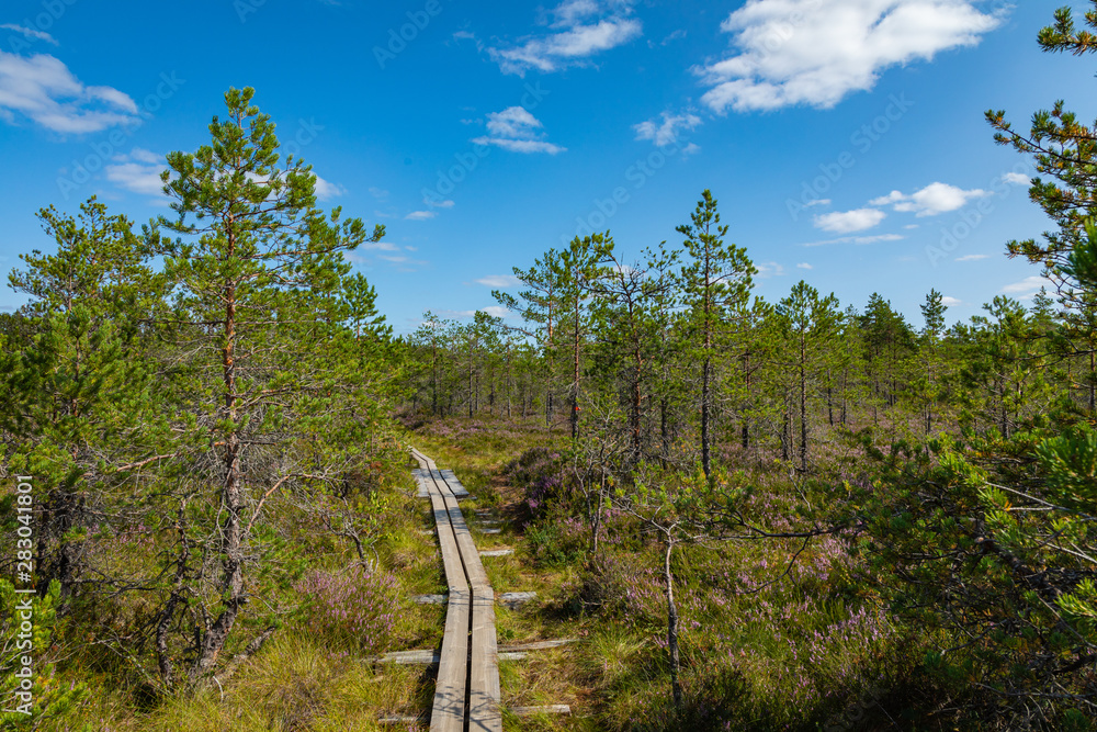Hiking trail in scandinavian national park in a wetland bog. Kurjenrahka National Park. Turku, Finland. Nordic natural landscape.
