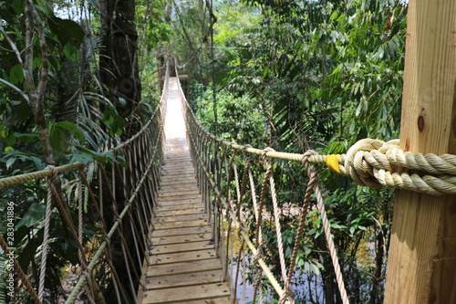 Fototapeta Naklejka Na Ścianę i Meble -  Rope Bridge-Belize