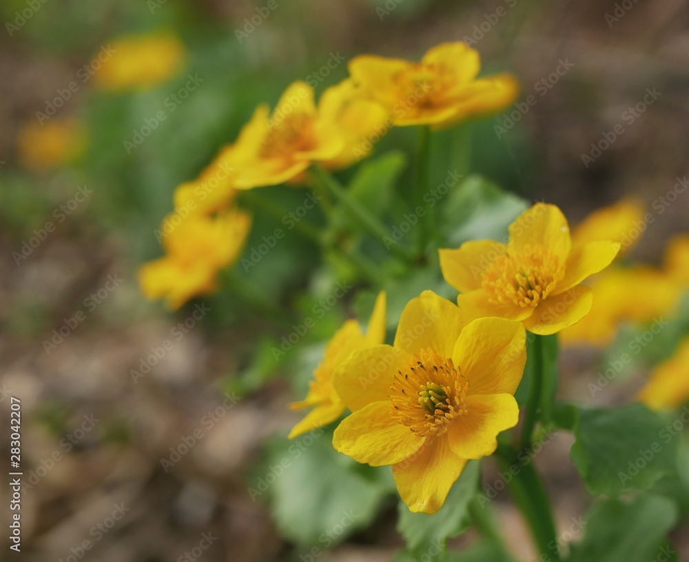 Yellow marsh marigold flowers (Caltha Palustris) on meadow Yellow marsh marigold flowers (Caltha Palustris) on meadow