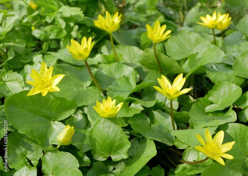 Ficaria verna, Ranunculus ficaria L., lesser celandine or pilewort, fig buttercup yellow flowers with green leaves in a clearing in the spring. Spring background of flowers.