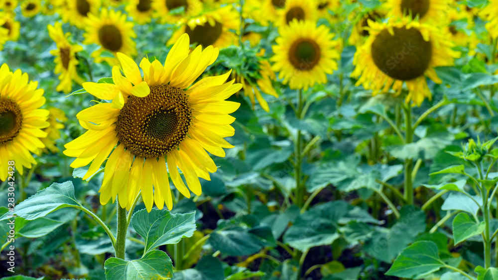 Fields with an infinite sunflower. Agricultural field Fields with an infinite sunflower. Agricultural field