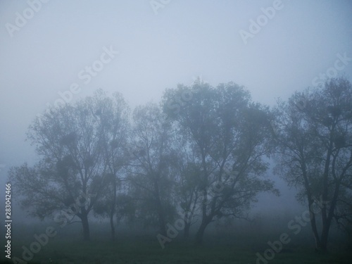 silhouettes of trees in the fog in the early morning. Nature landscape