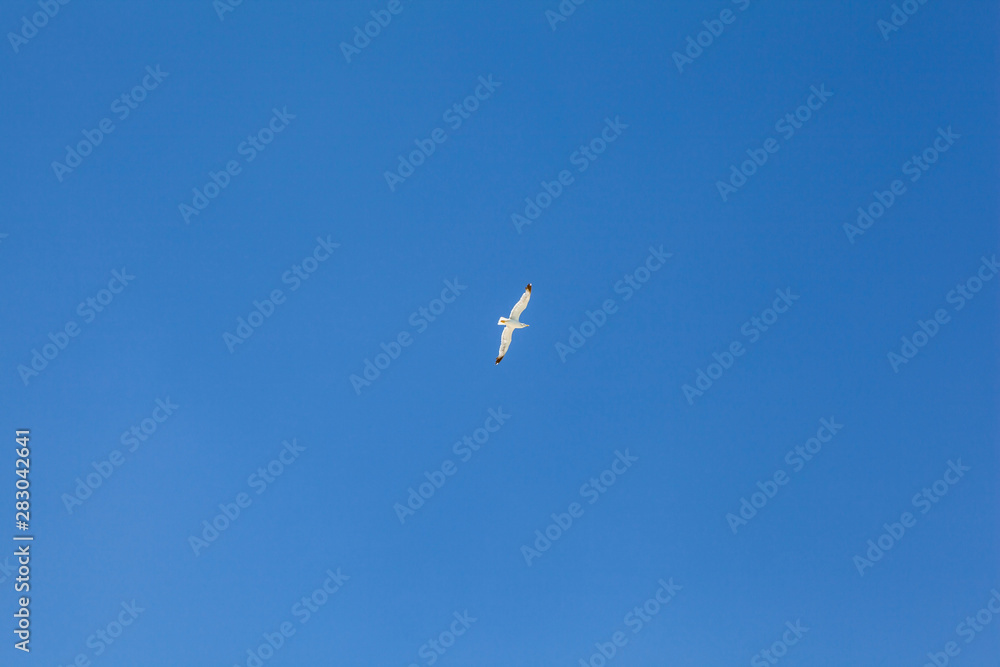 White seagull in blue sky. Crete, Greece.