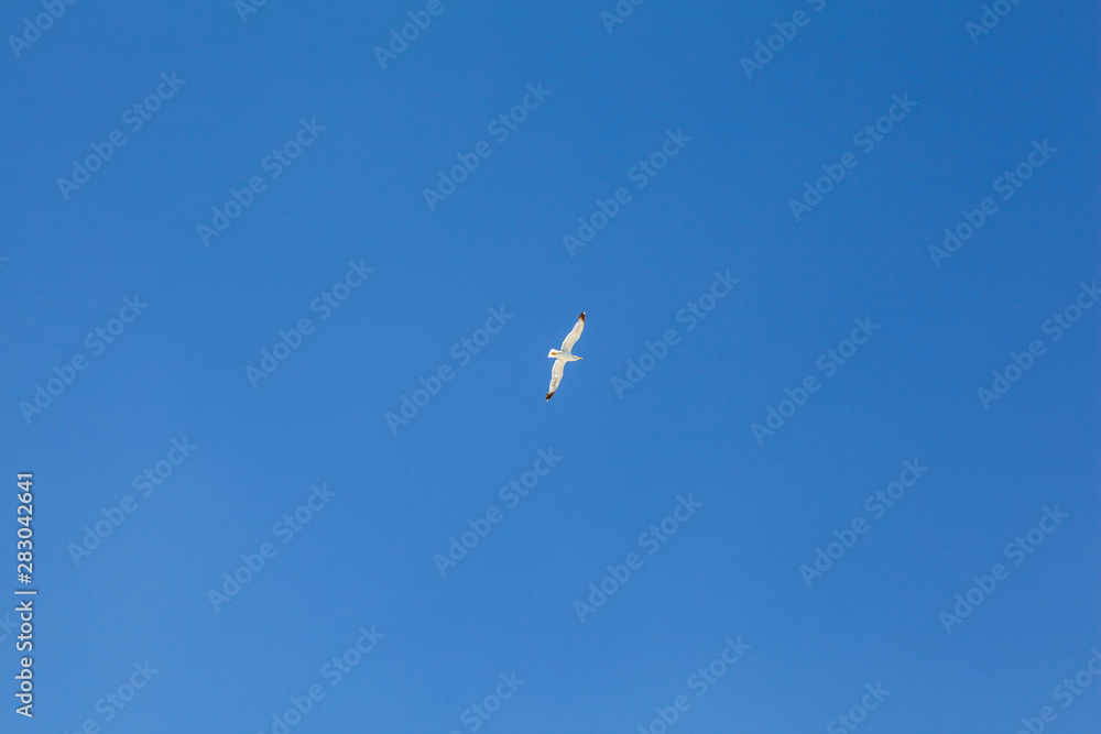 White seagull in blue sky. Crete, Greece. White seagull in blue sky. Crete, Greece.