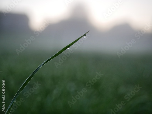 Drops of morning dew on a stem of grass against a background of abundant green vegetation. Clear light summer atmosphere. Macro