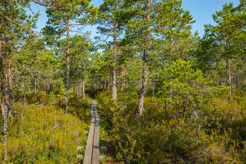 Hiking trail in scandinavian national park in a wetland bog. Kurjenrahka National Park. Turku, Finland. Nordic natural landscape.