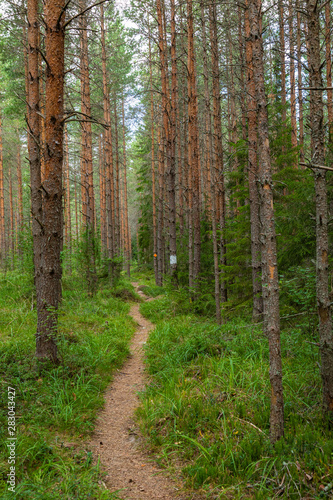 Kurjenrahka National Park. Nature trail. Green forest at summer time. Turku  Finland. Nordic natural landscape. Scandinavian national park.