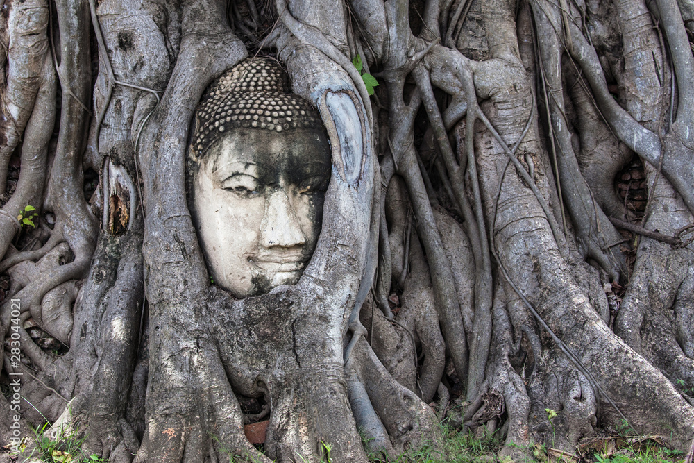 Buddha Head Embedded in a Banyan Tree