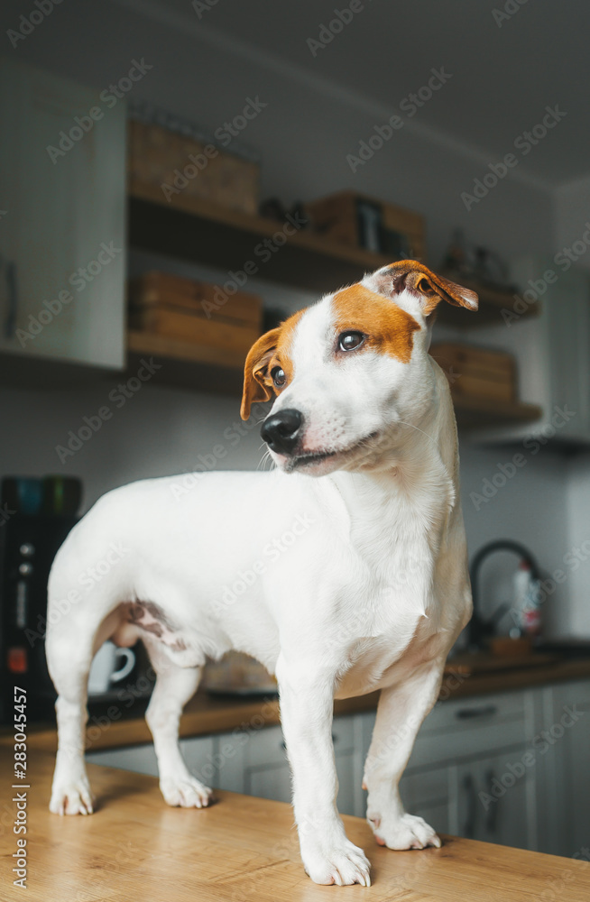 Jack Russell Terrier dog stand on the table in home kitchen. Vertical portrait Jack Russell Terrier dog stand on the table in home kitchen. Vertical portrait