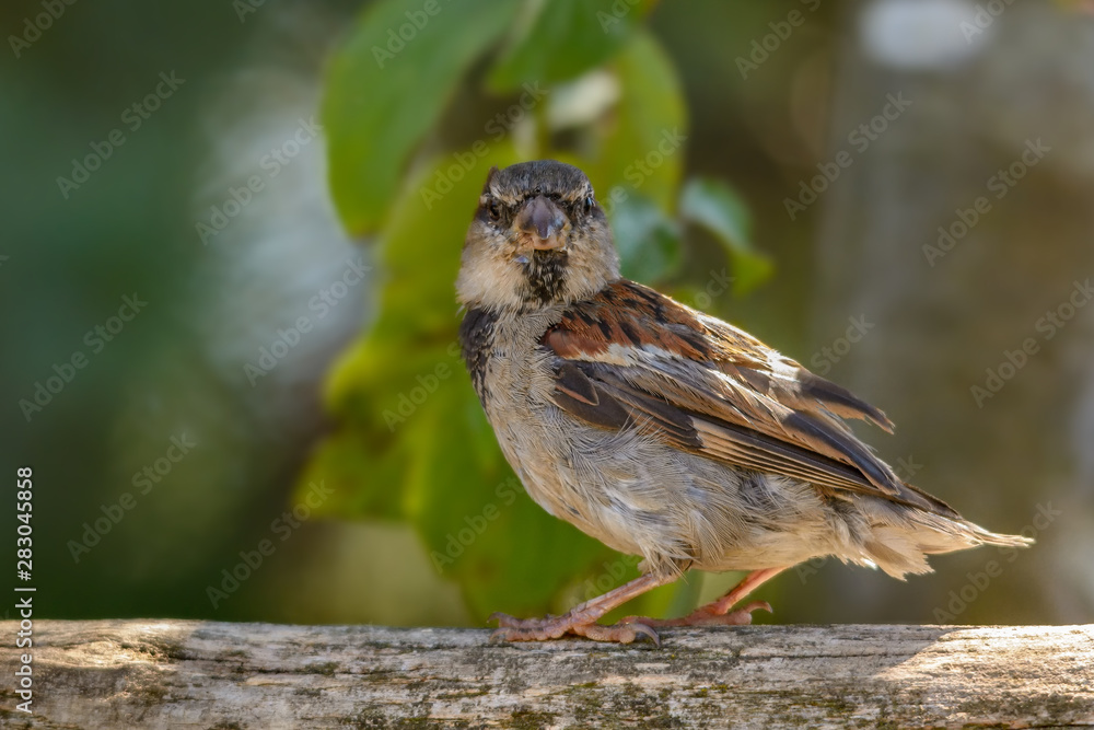 Fototapeta premium Ein Sperling sitzt auf einem Holzzaun