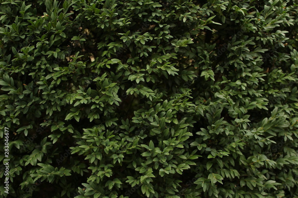green background green background