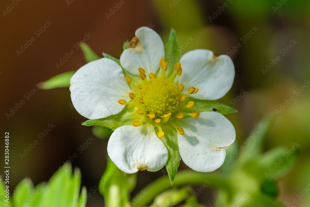 Obraz premium Blüte einer Erdbeere