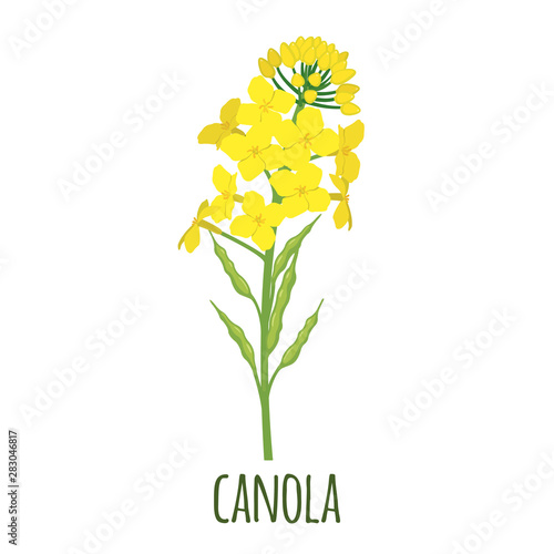 Canola flower in flat style isolated on white.