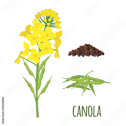 Canola Flowers with Pod and Seeds in flat style.