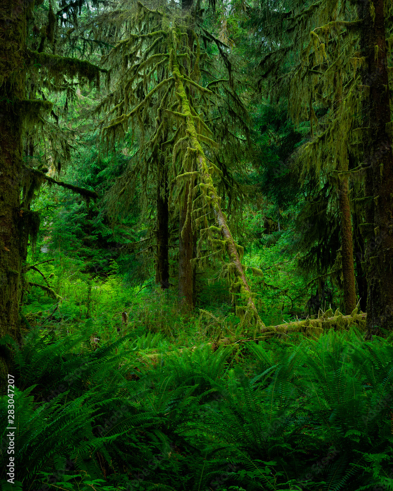 A fallen tree surrounded by ferns in Hoh Rainforest, Olympic National Park, Washington
