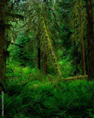 A fallen tree surrounded by ferns in Hoh Rainforest  Olympic National Park  Washington
