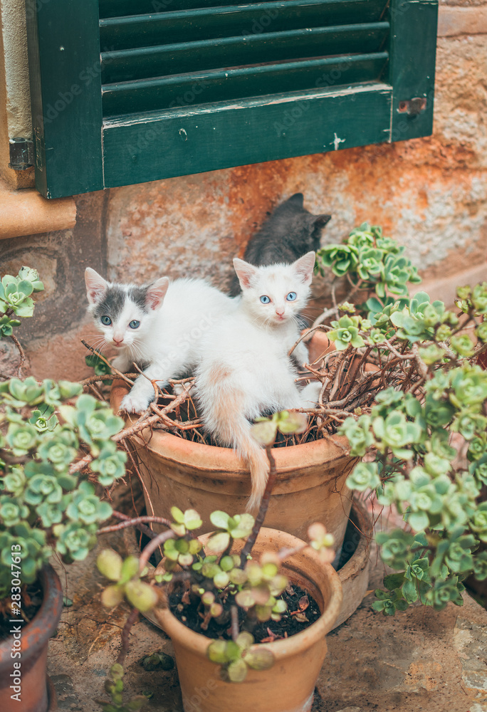 Sweet little kittens playing in a pot on the porsche of a house in Valldemossa, Spain.