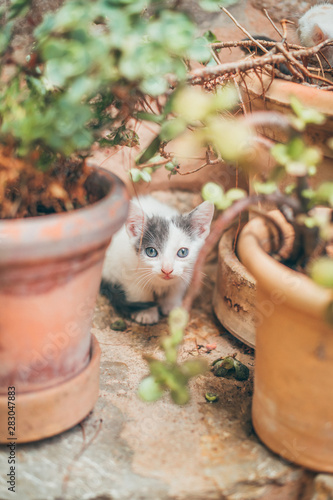 Sweet little kittens playing in a pot on the porsche of a house in Valldemossa, Spain.