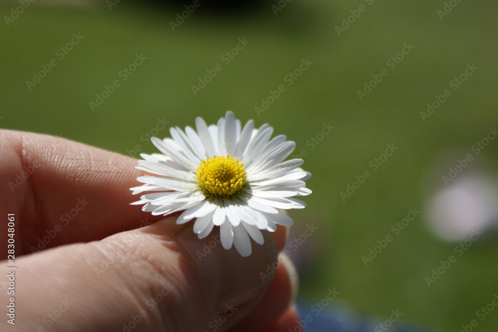 Small daisy held in a hand with a green grass bokeh background Small daisy held in a hand with a green grass bokeh background