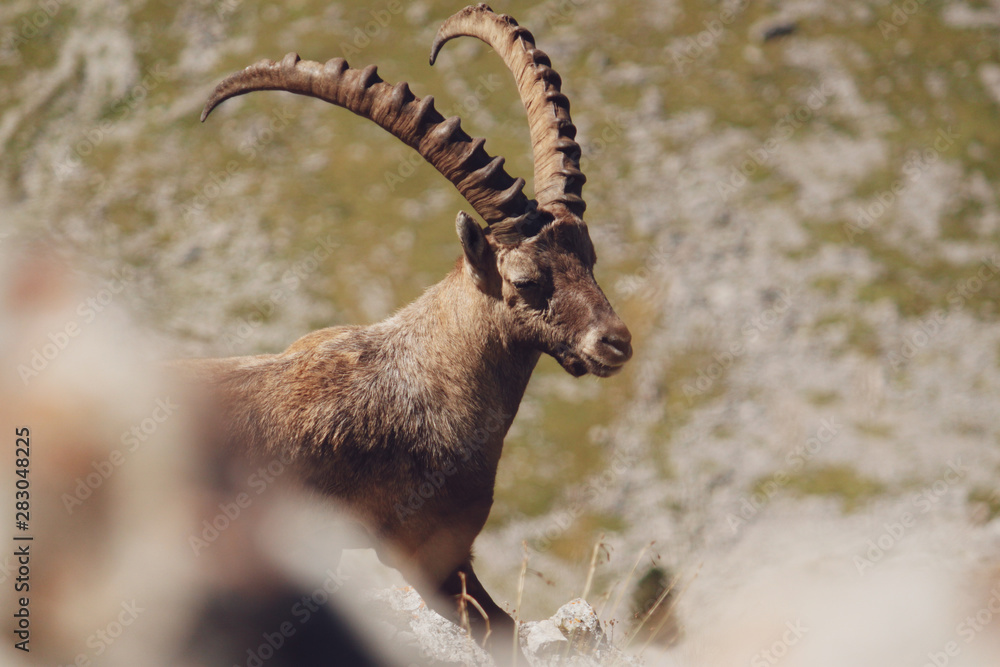 Ibex in its natural environment, Swiss Alps