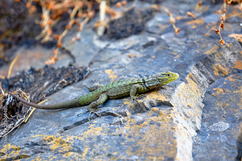 Green lizard on rock in the andean
