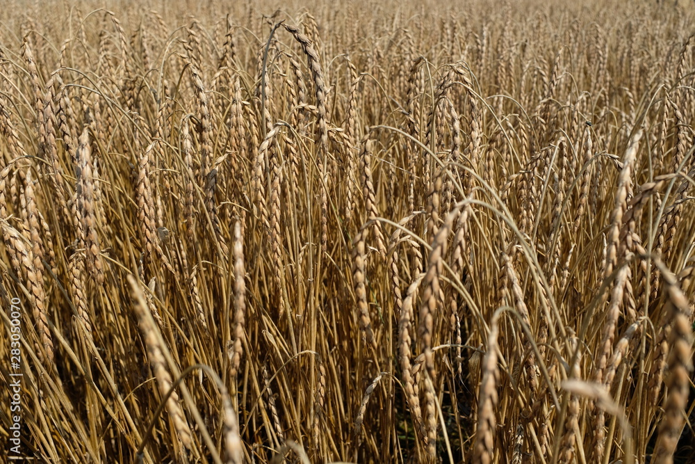 Fototapeta premium Getreidefeld