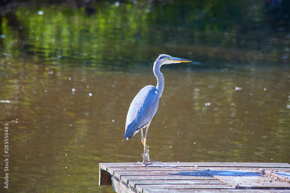 Naklejka premium Heron at the Bootstseg hunting.